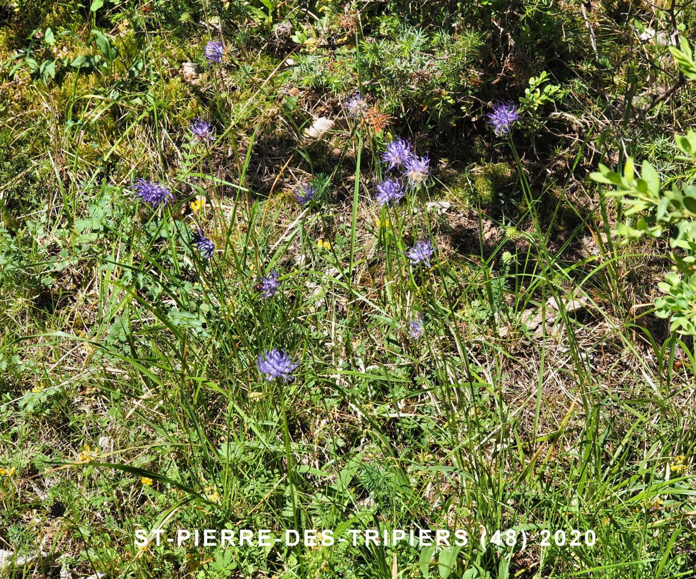 Rampion, Round-headed plant